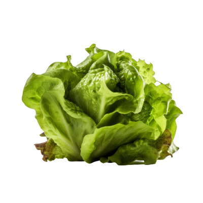 Lettuce (Green Oak)